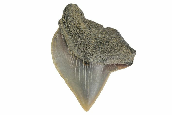 Fossil Crow Shark (Squalicorax) Tooth - Texas #164672